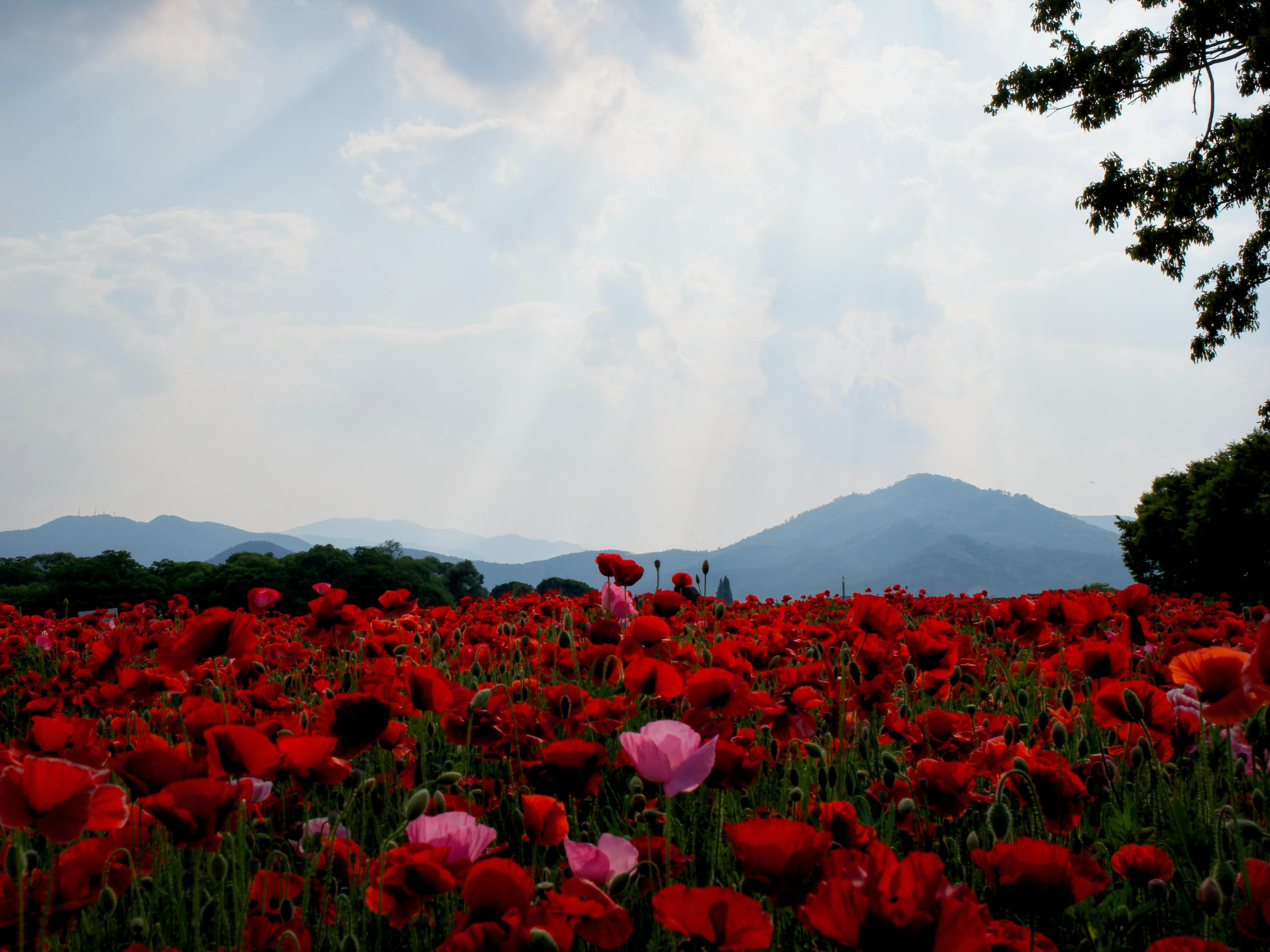 Flowers Blooming Gallery - Picture 2